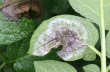 Plama zarazy po spodniej stronie liścia ziemniaka.