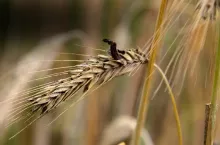 Sporysz choroby zbóż