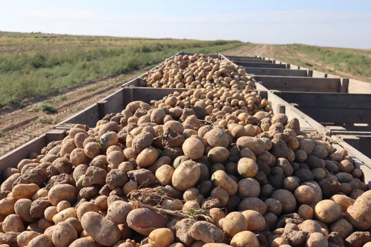 Ziemniaki kopane we wrześniu trafiły na eksport
