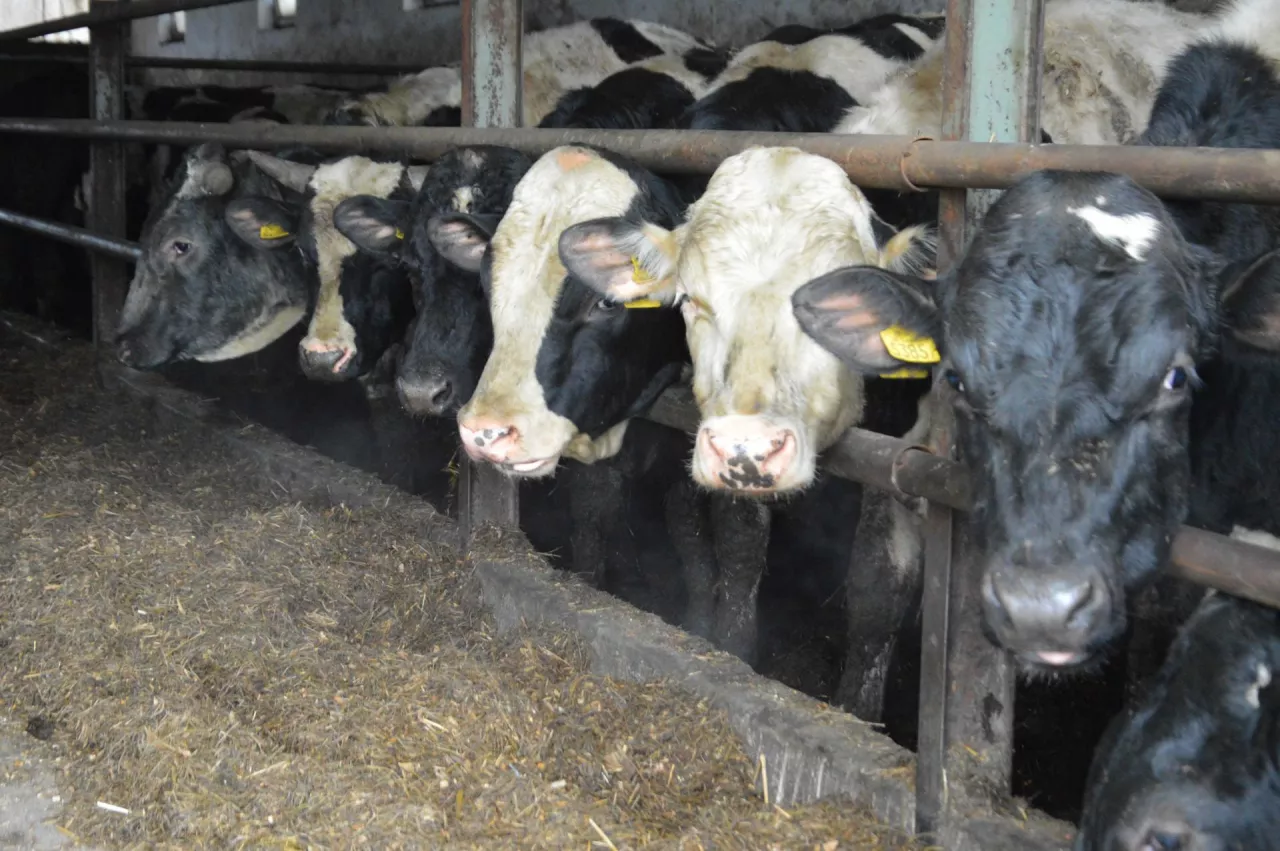 Zakład ubojowy fałszował dokumenty bydła