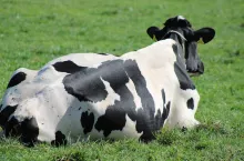 Do kiedy obowiązują restrykcje na Węgrzech i Słowacji?