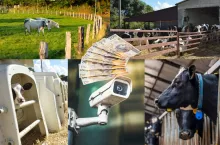 Inwestycje poprawiające dobrostan bydła i świń