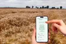 Porównywarka odmian jęczmienia ozimego