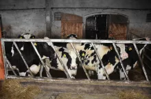 Zakład ubojowy skomentował głośne oszustwo z bykami rzeźnymi.