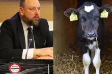 Nie potwierdziły się doniesienia o przemycie cielaków przez granicę, a następnie sprzedaży zwierząt w Polsce