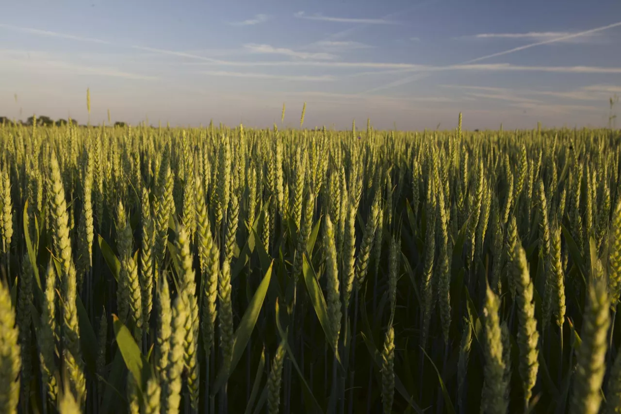 Kłosy pszenicy na niebieskim tle