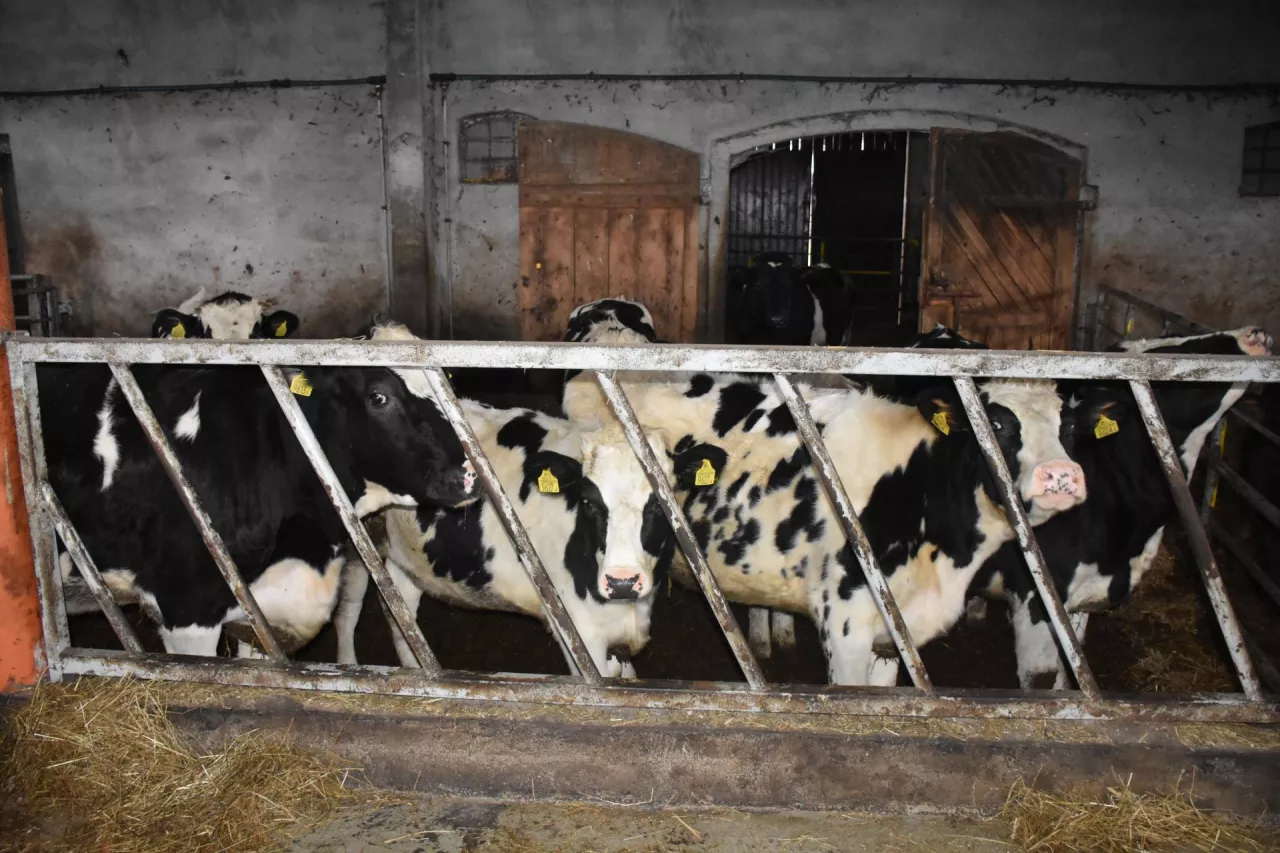 Zakład ubojowy skomentował głośne oszustwo z bykami rzeźnymi.