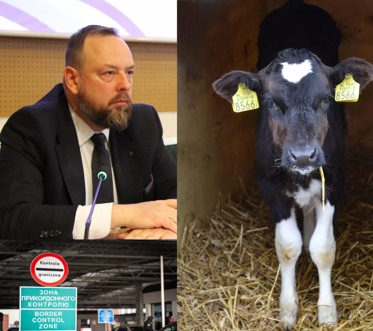 Nie potwierdziły się doniesienia o przemycie cielaków przez granicę, a następnie sprzedaży zwierząt w Polsce