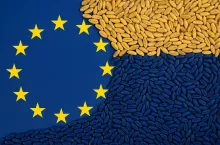 Symboliczna grafika przedstawiająca ziarna zboża w barwach Ukrainy (żółto-niebieskich), które przesypują się na flagę Unii Europejskiej. Obraz nawiązuje do tematu importu zbóż z Ukrainy do UE i napięć związanych z handlem rolnym.