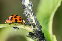 Biologiczna ochrona roślin, biedronka, mszyce