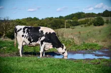 Normy poboru wody dla rolników na pojenie zwierząt