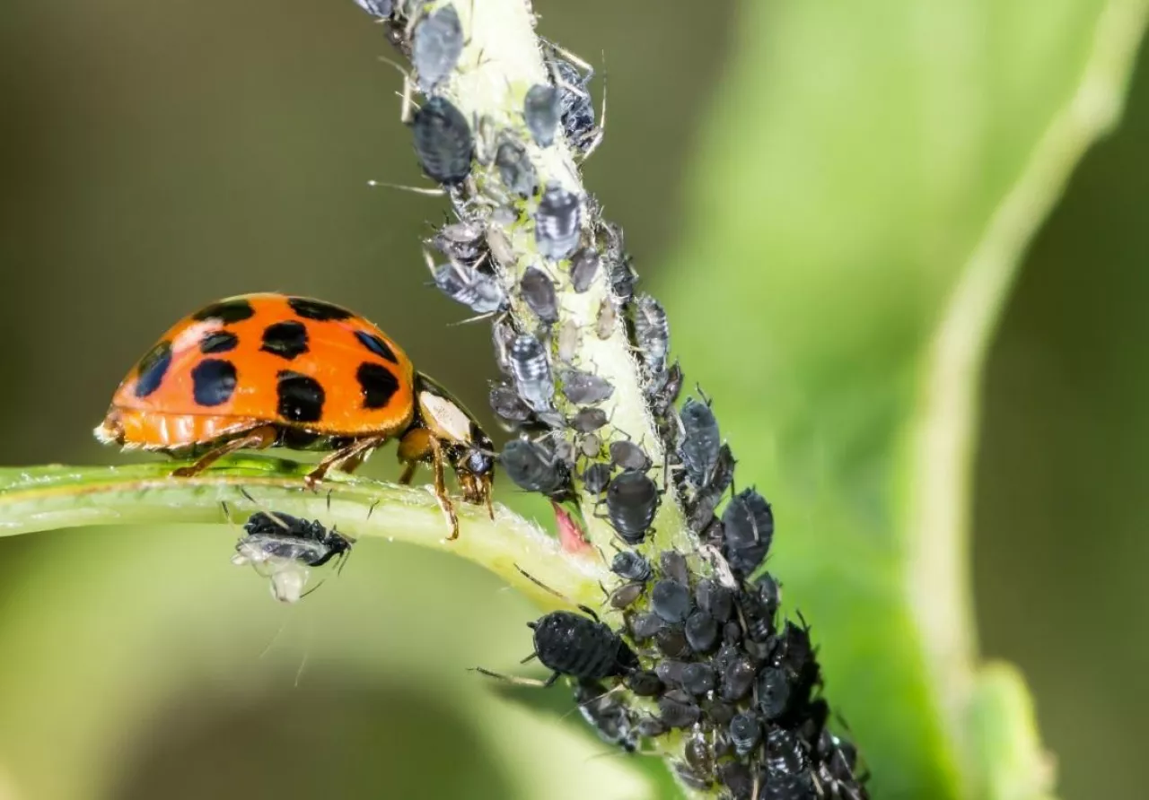 Biologiczna ochrona roślin, biedronka, mszyce