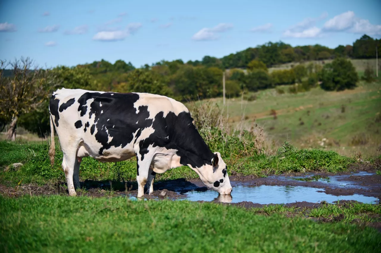 Normy poboru wody dla rolników na pojenie zwierząt