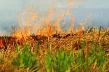 wypalanie traw na polu, nielegalne, kary