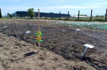 Pułapka feromonowa do odłowu motyli rolnicy zbożówki fot D.Rybczynski