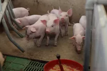 Hodowcy świń będą mogli składać wnioski o dotacje z Rolnictwa 4.0 już w lipcu.