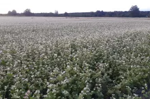 Bioaktywne związki obecne w gryce mogą wspomagać trawienie, regulować mikroflorę jelitową oraz redukować stres oksydacyjny.
