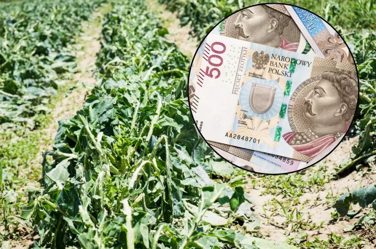 zgłaszanie start w uprawach po gradobiciu