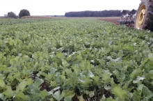 rzodkiew międzyplon orka rzodkiew międzyplon orkarzodkiew międzyplon orkarzodkiew międzyplon orkarzodkiew międzyplon orkarzodkiew międzyplon orkarzodkiew międzyplon orka