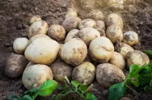 Potato Europe 2025