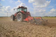 głębosz czy korzeń