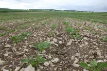 Rędziny (z lewej) to kamieniste wapienne gleby, które w zbyt mokrych warunkach są jak ciasto. Gleby rdzawe (pośrodku) błyskawicznie przepuszczają wodę i trzeba ją wszelkimi sposobami zatrzymywać. Mady i inne ilaste gleby (z prawej) to tzw. gleby minutowe.