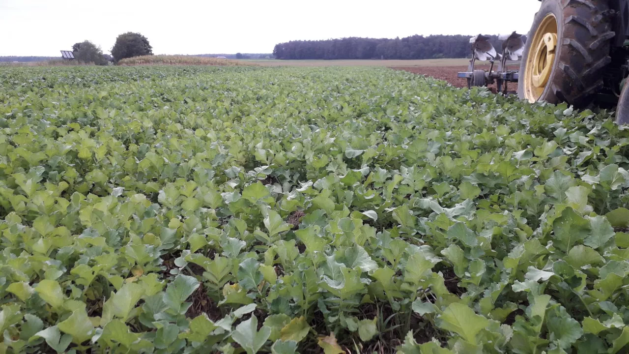 rzodkiew międzyplon orka rzodkiew międzyplon orkarzodkiew międzyplon orkarzodkiew międzyplon orkarzodkiew międzyplon orkarzodkiew międzyplon orkarzodkiew międzyplon orka