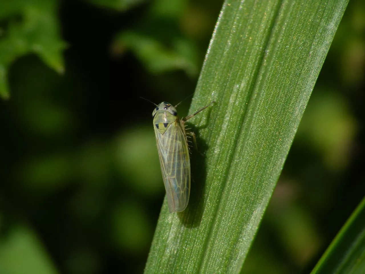 Skoczek sześciorek może w jednym roku dawać dwa pokolenia.