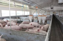 Korea Południowa planuje budowę wieżowca dla świń na wzór Chin (zdjęcie poglądowe).