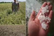 Rolnik ze wsi Bychowo k. Żmigrodu w powiecie trzebnickim przyznaje, że obawia się o resztę swoich upraw