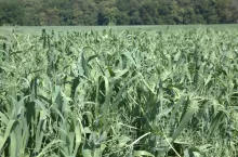 groch i zboże w poplonie