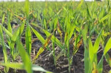 plamistość siatkowa jęczmienia