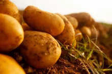 produkcja ziemniaków na świecie i w Polsce