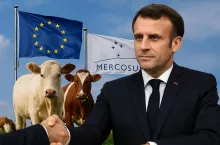 Na zdjęciu prezydent Francji Emmanuel Macron na tle flag UE i Mercosur oraz zwierząt gospodarskich – krów i drobiu. Obraz symbolizuje polityczny kontekst rozmów o umowie handlowej Mercosur i próby uspokojenia francuskich rolników obietnicami ochrony rynku mięsa.
