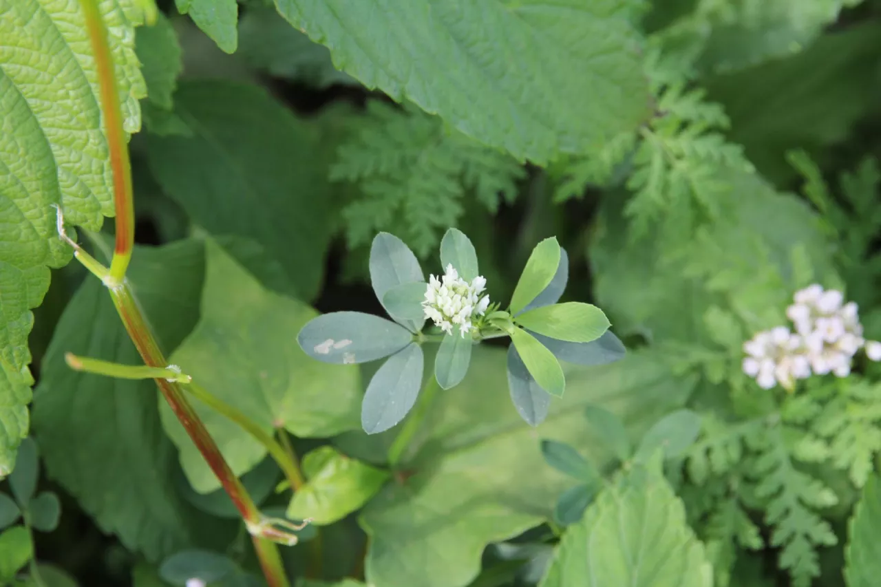 Koniczyna aleksandryjska w międzyplonie