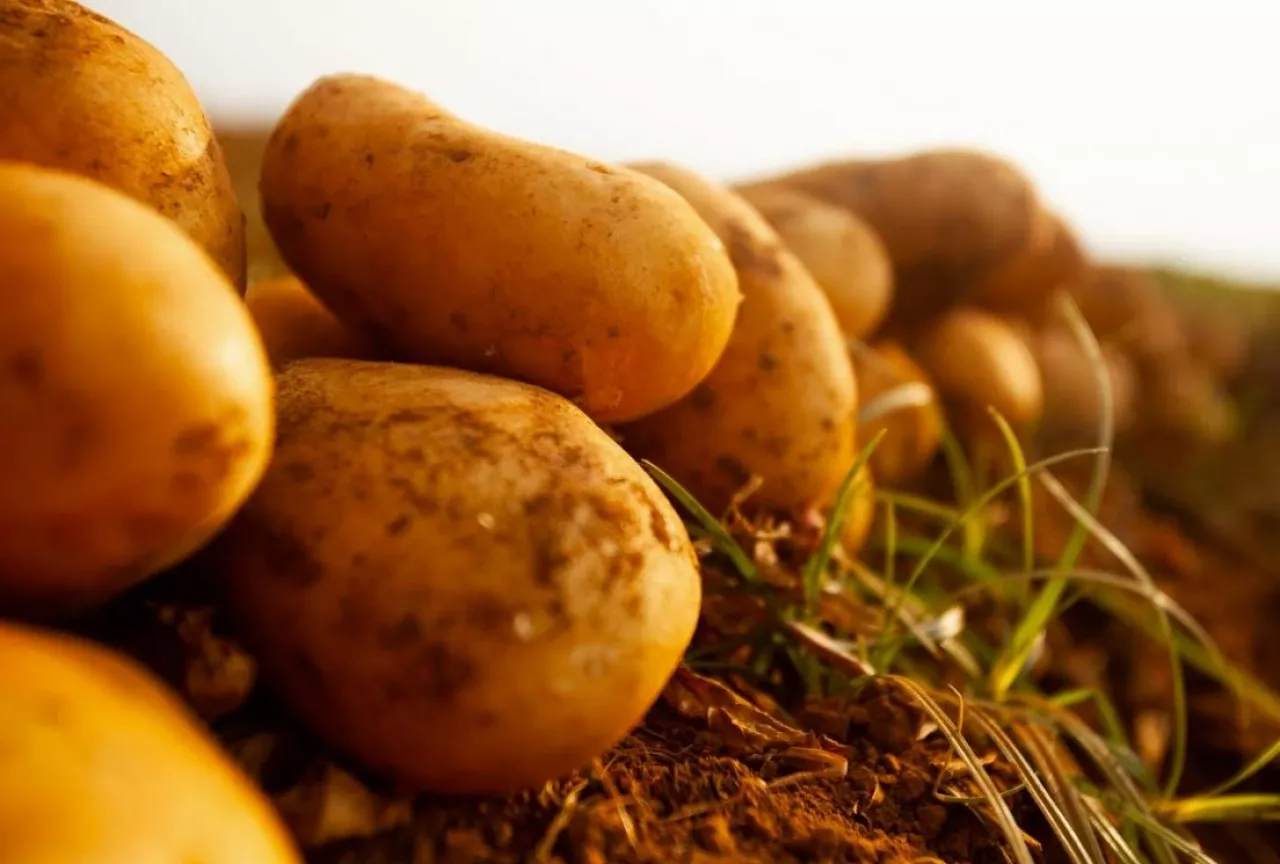 produkcja ziemniaków na świecie i w Polsce
