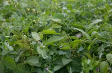 Zachwaszczona plantacja soi