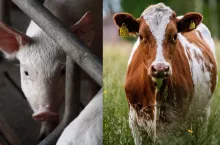 Potrzebne są działania prewencyjne dotyczące zdrowia zwierząt