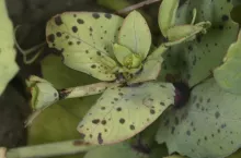 Zgorzelowa plamistość czyli askochytoza grochu - objawy na przylistkach.