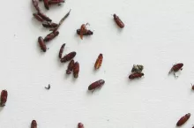 Szkodniki magazynowe - trojszyki martwe