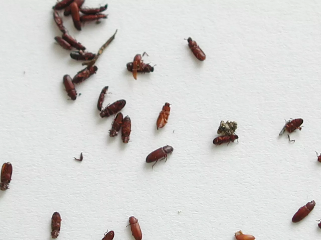 Szkodniki magazynowe - trojszyki martwe