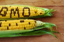 Oznakowanie żywności GMO