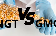 Różnice między NGT, a GMO