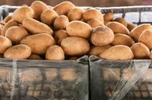 Ceny ziemniaków 2025 wg GUS