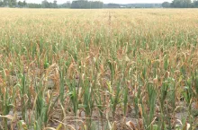 susza, susza rolnicza, susza kukurydza