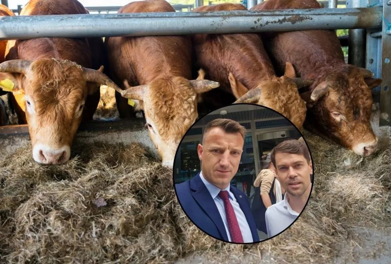 Skup bydła, oszukani rolnicy