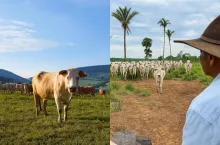 Zestawienie dwóch realiów produkcji wołowiny: z lewej – tradycyjna hodowla w Polsce, z prawej – przemysłowa farma bydła zebu w Brazylii. Kontekst: negocjacje nad umową UE–Mercosur i spór o równorzędne standardy w rolnictwie.