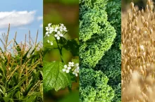 Integrowana produkcja rośliny
