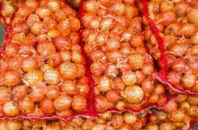 import cebuli do Polski 2025