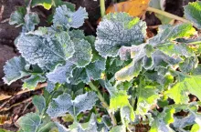 Rolnicy apelują do ministra rolnictwa o zabezpieczenie pieniędzy na pokrycie strat spowodowanych wiosennymi przymrozkami.